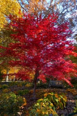Suminagashi Red Leaf Japanese Maple - 5 Gallon Pot -Wilson Bros Garden acer palmatum suminagashi japanese maple 7