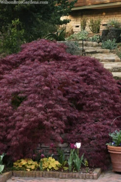 Tamukeyama Dwarf Red Japanese Maple - 7 Gallon Pot