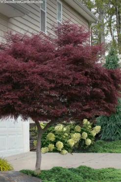 Tamukeyama Dwarf Red Japanese Maple (High Grafted Tree Form) - 1 Gallon Pot -Wilson Bros Garden acer palmatum tamukeyama japanese maple high graft 2