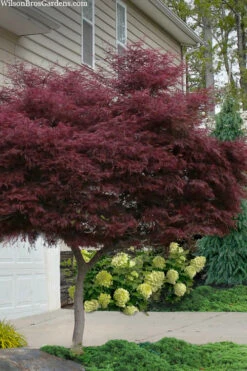 Tamukeyama Dwarf Red Japanese Maple (High Grafted Tree Form) - 5 Gallon Pot