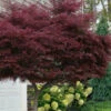 Tamukeyama Dwarf Red Japanese Maple (High Graft Tree Form) - 3 Gallon Pot (2.5 To 3') -Wilson Bros Garden acer palmatum tamukeyama japanese maple high graft 3 2