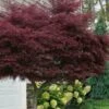 Tamukeyama Dwarf Red Japanese Maple (High Graft Tree Form)- 3 Gallon Pot -Wilson Bros Garden acer palmatum tamukeyama japanese maple high graft 3 4