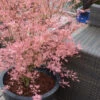 Taylor Pink Japanese Maple - 3 Gallon Pot (5-6')