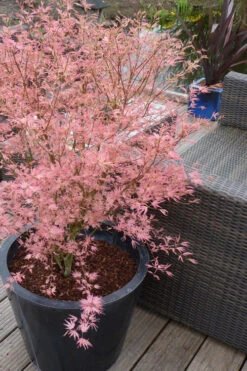 Taylor Pink Japanese Maple - 3 Gallon Pot (5-6')