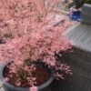Taylor Pink Japanese Maple - 1 Gallon Pot -Wilson Bros Garden acer palmatum taylors pink japanese maple 5 2