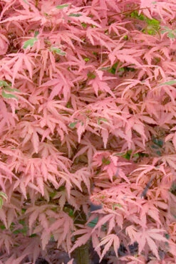 Taylor Pink Japanese Maple - 3 Gallon Pot (5-6') -Wilson Bros Garden acer palmatum taylors pink japanese maple 7 1