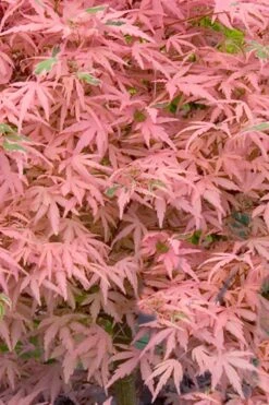 Taylor Pink Japanese Maple - 1 Gallon Pot 10 Taylor Pink Japanese Maple - 1 Gallon Pot -Wilson Bros Garden acer palmatum taylors pink japanese maple 7 2
