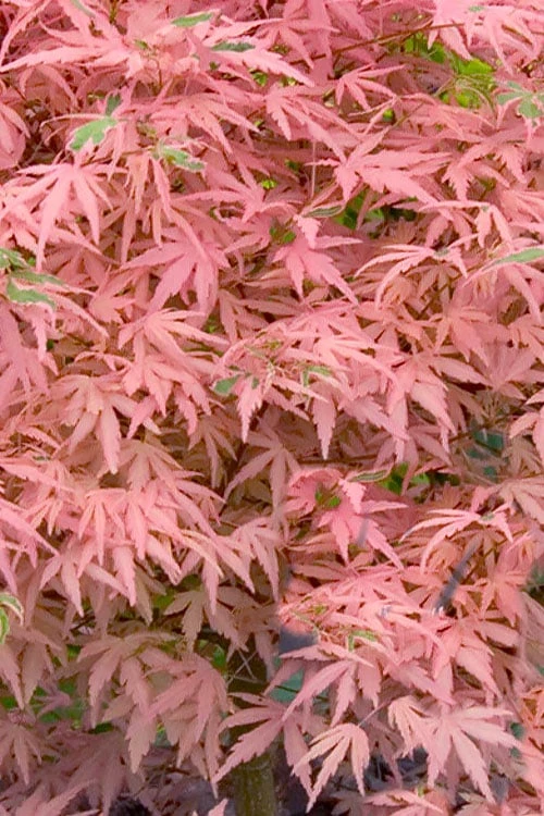 Taylor Pink Japanese Maple - 1 Gallon Pot 6 Taylor Pink Japanese Maple - 1 Gallon Pot - Image 4