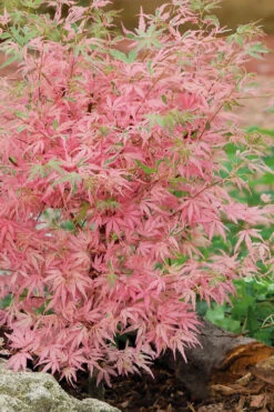 Taylor Pink Japanese Maple - 3 Gallon Pot (5-6') -Wilson Bros Garden acer palmatum taylors pink japanese maple 8 1
