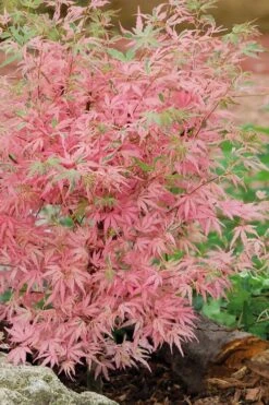 Taylor Pink Japanese Maple - 1 Gallon Pot 11 Taylor Pink Japanese Maple - 1 Gallon Pot -Wilson Bros Garden acer palmatum taylors pink japanese maple 8 2
