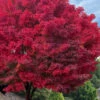 Tobiosho Japanese Maple Tree - 3 Gallon Pot (2.5-3.5') -Wilson Bros Garden acer palmatum tobiosho japanese maple tree 5