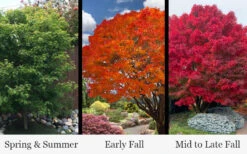 Tobiosho Japanese Maple Tree - 1 Gallon Pot -Wilson Bros Garden acer palmatum tobiosho japanese maple tree 9 1