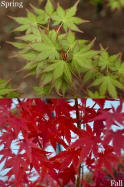 Tsukasa Silhouette Japanese Maple - 7 Gallon Pot (5-6') -Wilson Bros Garden acer palmatum tsukasa silhouette 2 2