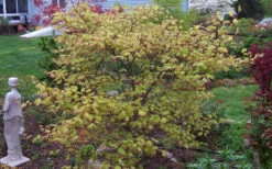 Tsuma Gaki Japanese Maple Tree - 3 Gallon Pot -Wilson Bros Garden acer palmatum tsuma gaki japanese maple 1