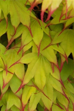 Tsuma Gaki Japanese Maple Tree - 1 Gallon Pot 25 Tsuma Gaki Japanese Maple Tree - 1 Gallon Pot -Wilson Bros Garden acer palmatum tsuma gaki japanese maple 11 1