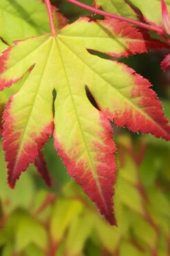 Tsuma Gaki Japanese Maple Tree - 3 Gallon Pot