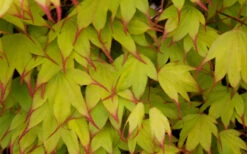 Tsuma Gaki Japanese Maple Tree - 3 Gallon Pot -Wilson Bros Garden acer palmatum tsuma gaki japanese maple 15