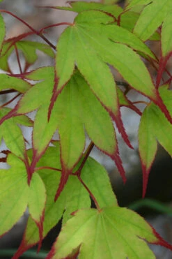 Tsuma Gaki Japanese Maple Tree - 3 Gallon Pot -Wilson Bros Garden acer palmatum tsuma gaki japanese maple 2
