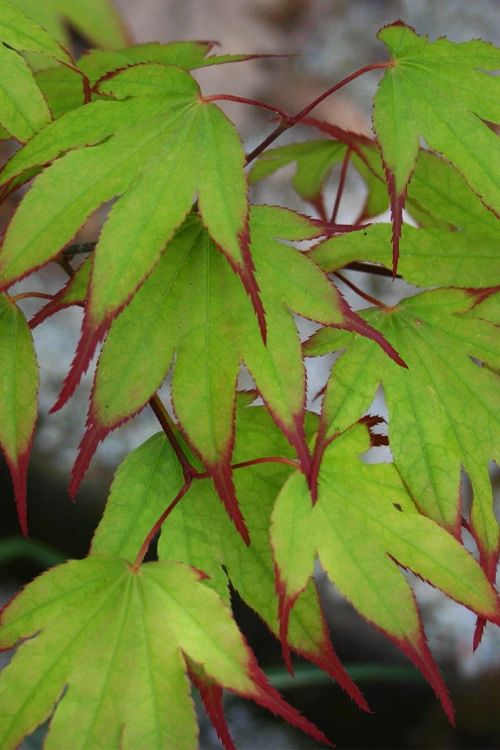 Tsuma Gaki Japanese Maple Tree - 1 Gallon Pot 12 Tsuma Gaki Japanese Maple Tree - 1 Gallon Pot - Image 10