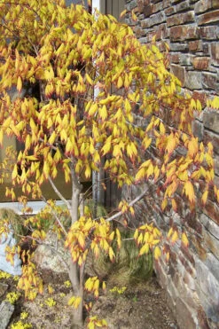 Tsuma Gaki Japanese Maple Tree - 3 Gallon Pot -Wilson Bros Garden acer palmatum tsuma gaki japanese maple 4