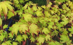 Tsuma Gaki Japanese Maple Tree - 1 Gallon Pot 26 Tsuma Gaki Japanese Maple Tree - 1 Gallon Pot -Wilson Bros Garden acer palmatum tsuma gaki japanese maple 7 1