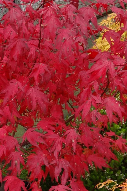Tsuma Gaki Japanese Maple Tree - 1 Gallon Pot 15 Tsuma Gaki Japanese Maple Tree - 1 Gallon Pot - Image 13