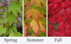 Tsuma Gaki Japanese Maple Tree - 3 Gallon Pot -Wilson Bros Garden acer palmatum tsuma gaki japanese maple 9