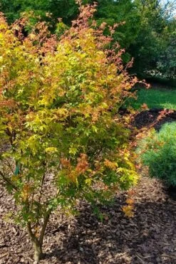 Twinkles Dwarf Coral Bark Japanese Maple - 3 Gallon Pot -Wilson Bros Garden acer palmatum twinkles coral bark japanese maple 1 1