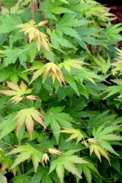 Twinkles Dwarf Coral Bark Japanese Maple - 3 Gallon Pot -Wilson Bros Garden acer palmatum twinkles coral bark japanese maple 10 1