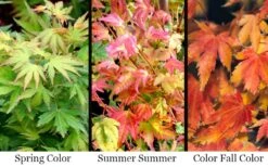 Twinkles Dwarf Coral Bark Japanese Maple - 3 Gallon Pot -Wilson Bros Garden acer palmatum twinkles coral bark japanese maple 11 1