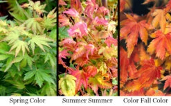 Twinkles Dwarf Coral Bark Japanese Maple - 3 Gallon Pot -Wilson Bros Garden acer palmatum twinkles coral bark japanese maple 11