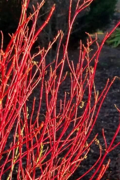 Twinkles Dwarf Coral Bark Japanese Maple - 3 Gallon Pot -Wilson Bros Garden acer palmatum twinkles coral bark japanese maple 2