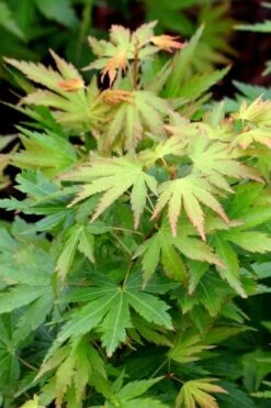 Twinkles Dwarf Coral Bark Japanese Maple - 3 Gallon Pot -Wilson Bros Garden acer palmatum twinkles coral bark japanese maple 8 1
