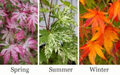 Uzen Nishiki Pink Variegated Japanese Maple - 3 Gallon Pot -Wilson Bros Garden acer palmatum uzen nishiki japanese maple 3