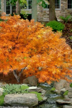 Villa Taranto Japanese Maple - 1 Gallon Pot