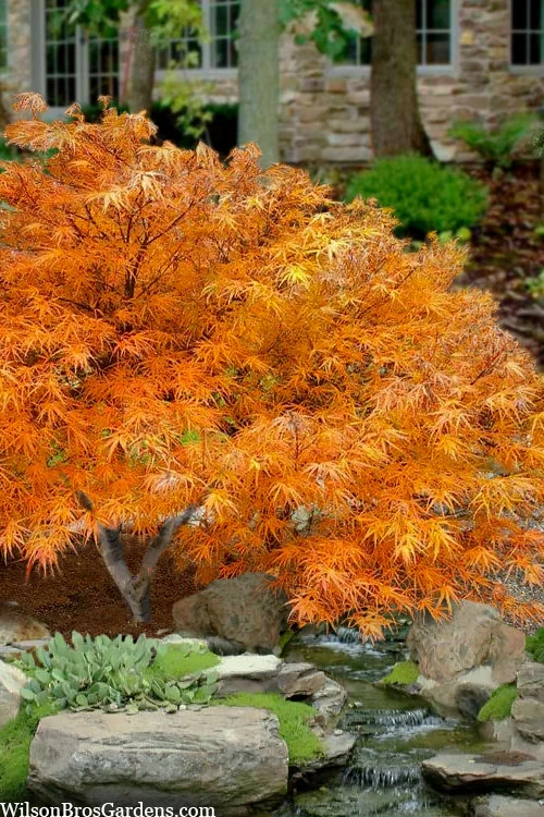 Villa Taranto Japanese Maple - 1 Gallon Pot 3 Villa Taranto Japanese Maple - 1 Gallon Pot