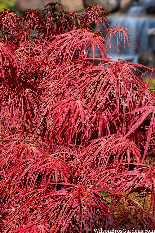Villa Taranto Japanese Maple - 1 Gallon Pot 10 Villa Taranto Japanese Maple - 1 Gallon Pot - Image 8
