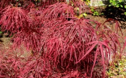 Villa Taranto Japanese Maple - 5 Gallon Pot -Wilson Bros Garden acer palmatum villa taranto japanese maple 5