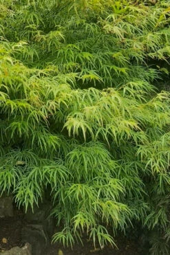 Villa Taranto Japanese Maple - 1 Gallon Pot 19 Villa Taranto Japanese Maple - 1 Gallon Pot -Wilson Bros Garden acer palmatum villa taranto japanese maple 9 1