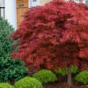Victoria Red Sensation Weeping Japanese Maple - 3 Gallon Pot -Wilson Bros Garden acer palmatum vistoria red sensation japanese maple 21