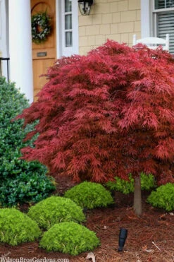 Victoria Red Sensation Weeping Japanese Maple - 3 Gallon Pot