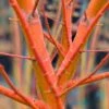 Wild Fire Coral Bark Japanese Maple - 3 Gallon Pot -Wilson Bros Garden acer palmatum wildfire 2 1