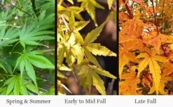 Wild Fire Coral Bark Japanese Maple - 3 Gallon Pot -Wilson Bros Garden acer palmatum wildfire 4 1