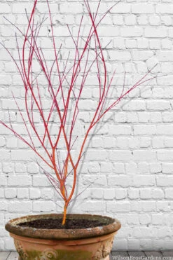 Wild Fire Coral Bark Japanese Maple - 3 Gallon Pot (6-7') 12 Wild Fire Coral Bark Japanese Maple - 3 Gallon Pot (6-7') -Wilson Bros Garden acer palmatum wildfire 9