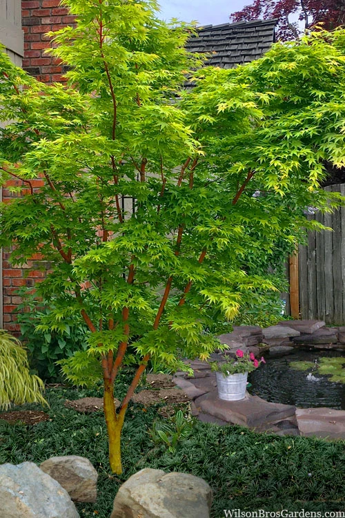 Wild Fire Coral Bark Japanese Maple - 3 Gallon Pot (6-7') 7 Wild Fire Coral Bark Japanese Maple - 3 Gallon Pot (6-7') - Image 5