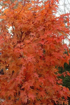 Winter Flame Coral Bark Japanese Maple - 1 Gallon Pot -Wilson Bros Garden acer palmatum winter flame japanese maple 1