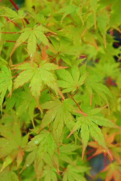 Winter Flame Coral Bark Japanese Maple - 1 Gallon Pot -Wilson Bros Garden acer palmatum winter flame japanese maple 11