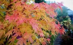 Winter Flame Coral Bark Japanese Maple - 1 Gallon Pot -Wilson Bros Garden acer palmatum winter flame japanese maple 12