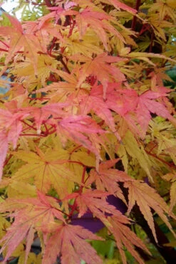 Winter Flame Coral Bark Japanese Maple - 1 Gallon Pot -Wilson Bros Garden acer palmatum winter flame japanese maple 13