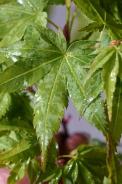 Winter Flame Coral Bark Japanese Maple - 1 Gallon Pot -Wilson Bros Garden acer palmatum winter flame japanese maple 14